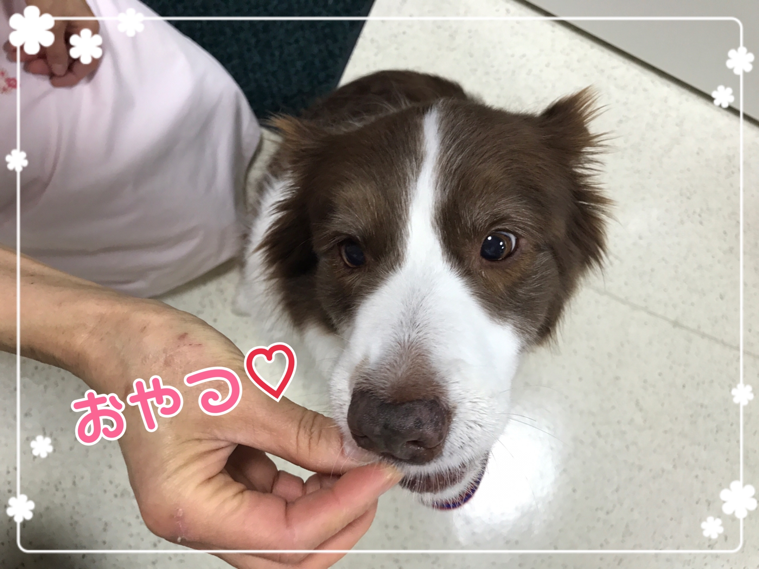 チョコ