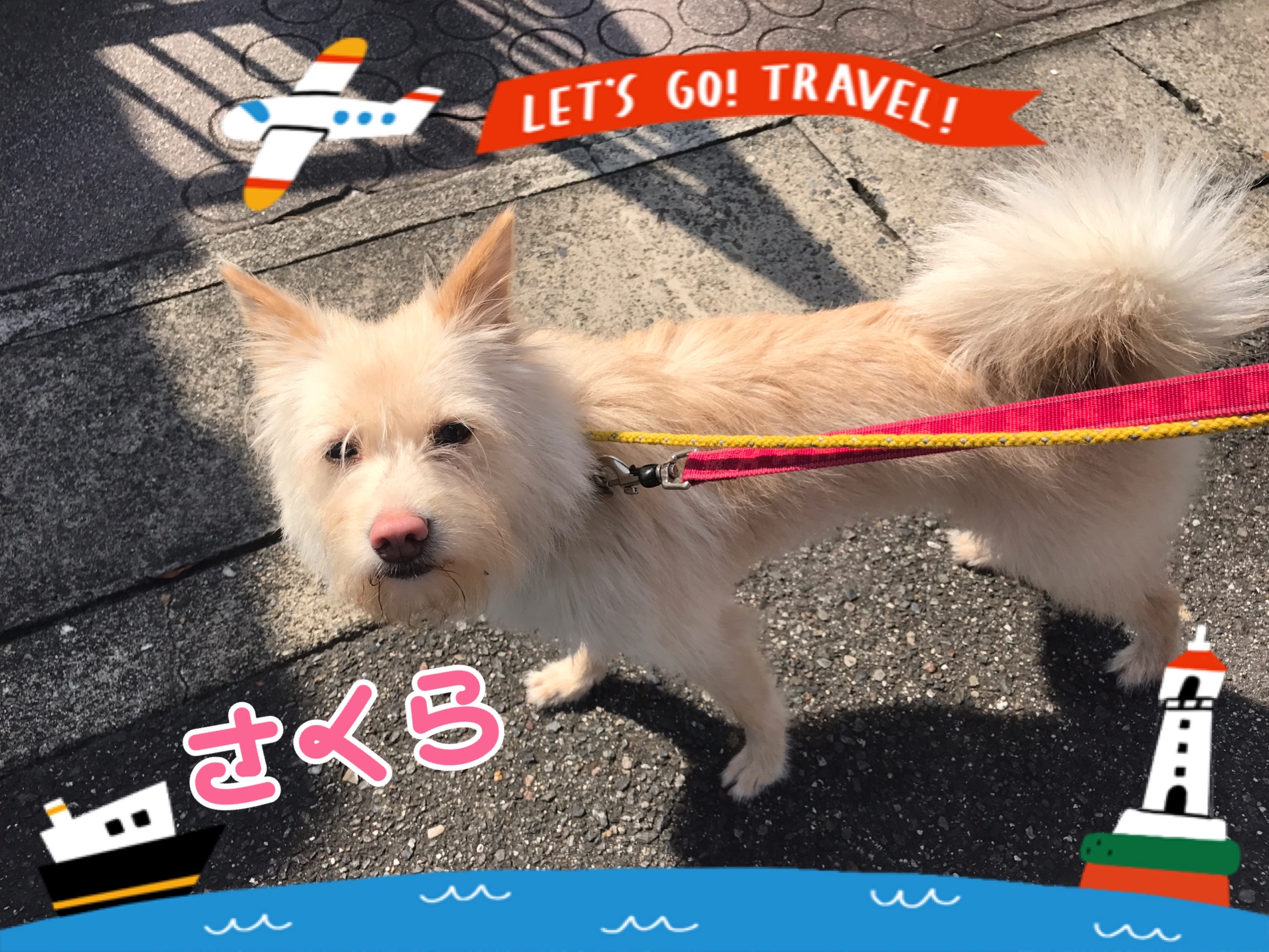 さくら