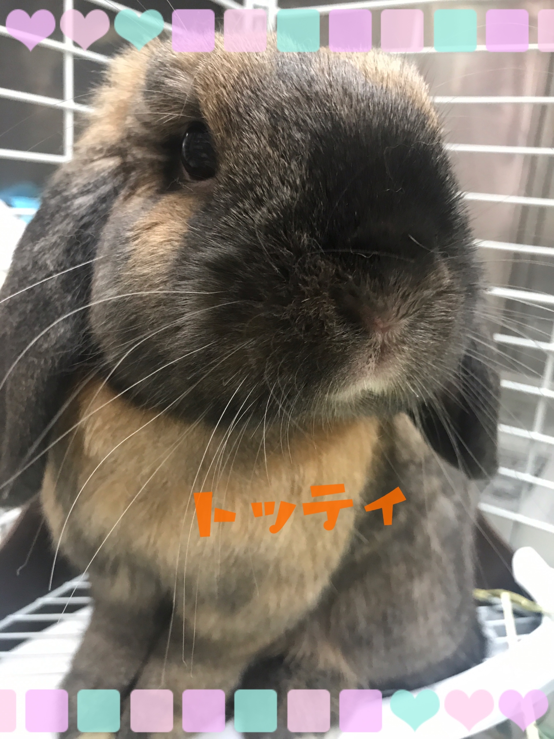 トッティ
