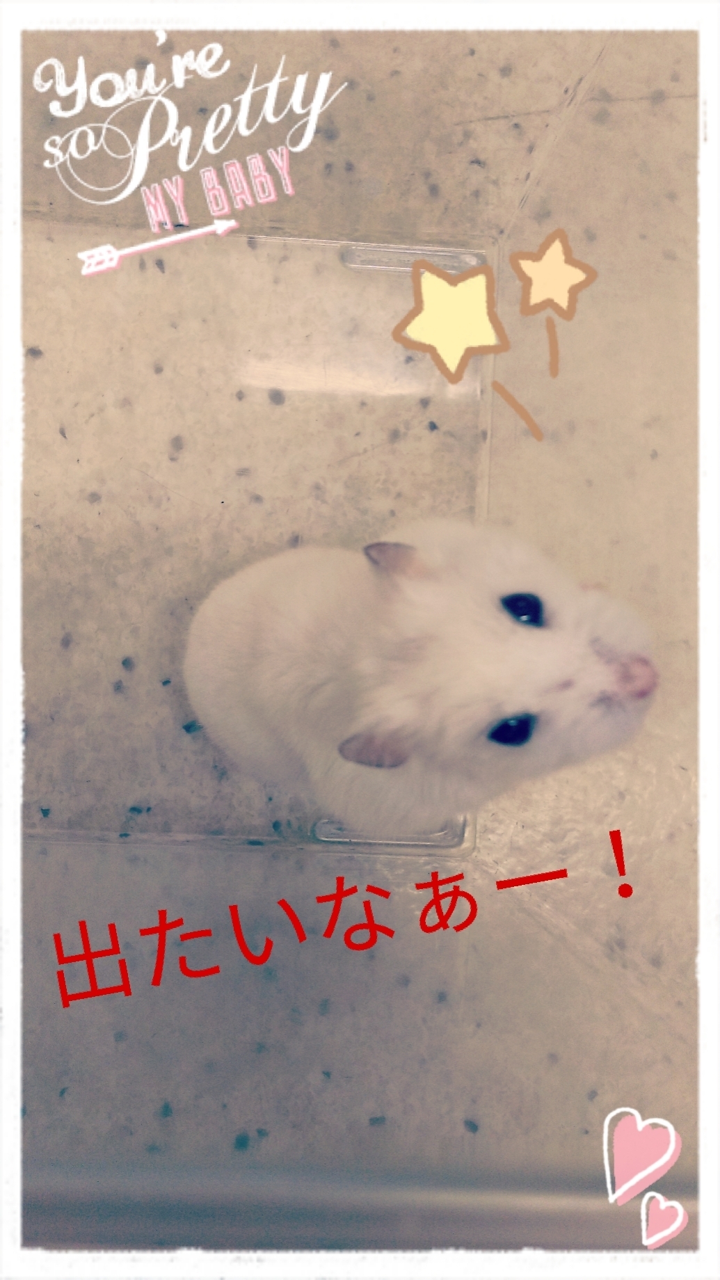 まろちゃん