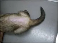 フェレットの脱毛